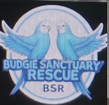 Budgie Rescue and Sanctuary
