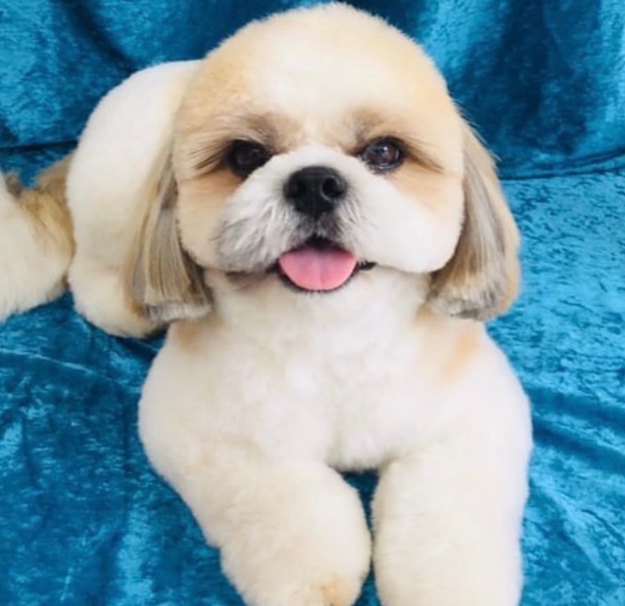 Buddy
