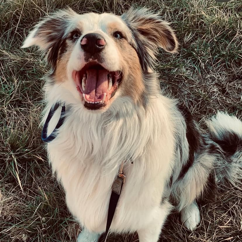 Duke