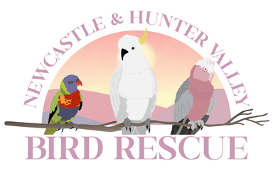 Newcastle and Hunter Valley Bird Rescue