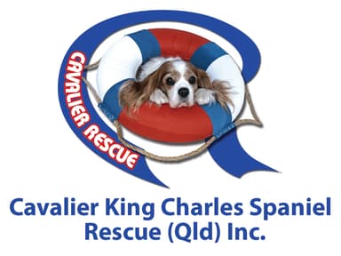Cavalier King Charles Spaniel Rescue QLD Inc.