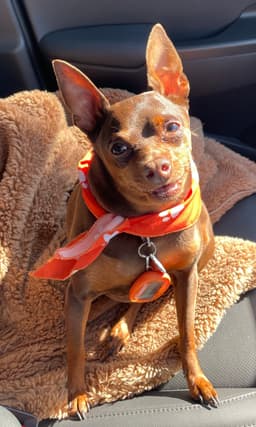 Toby