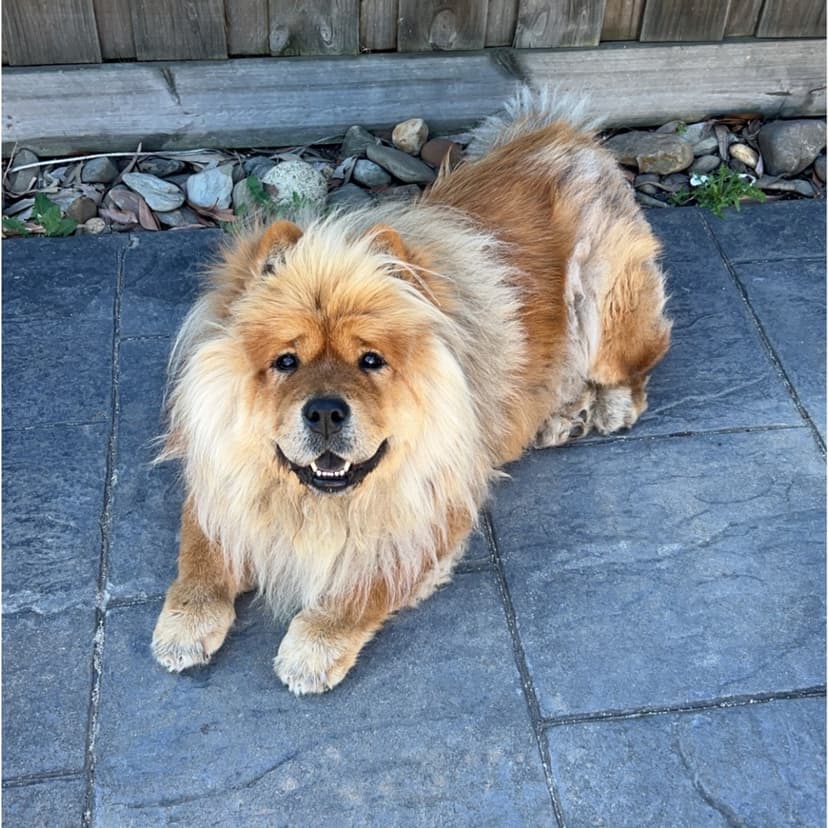 Yogi