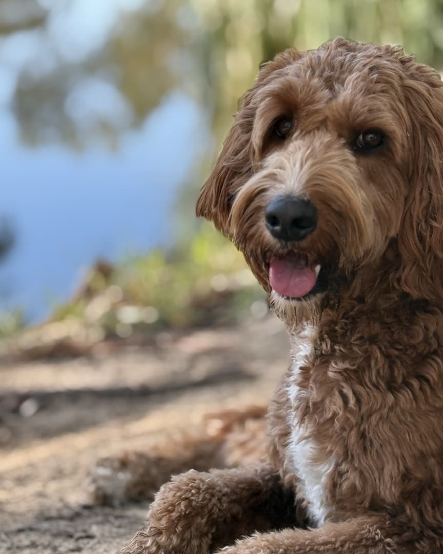 Frankie
