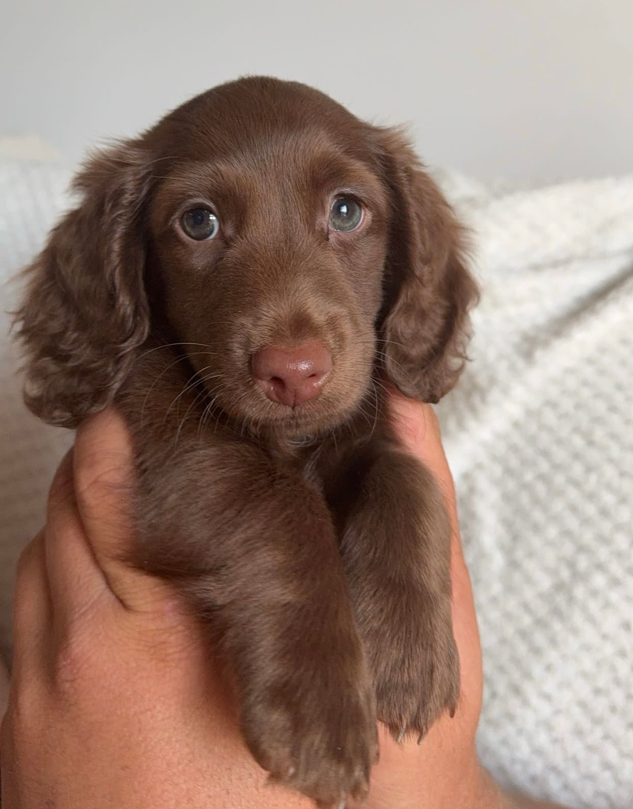 Murphy