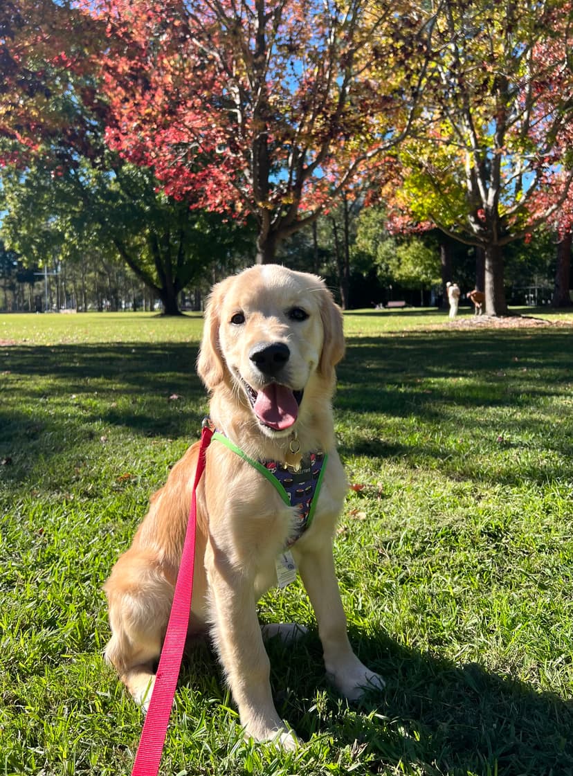 Oscar