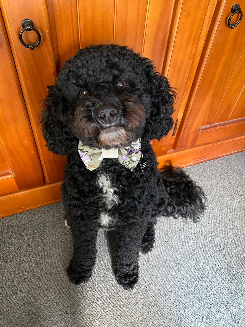 Scamp