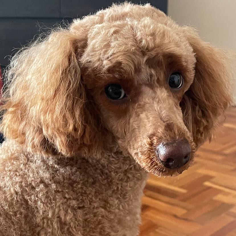 Lola