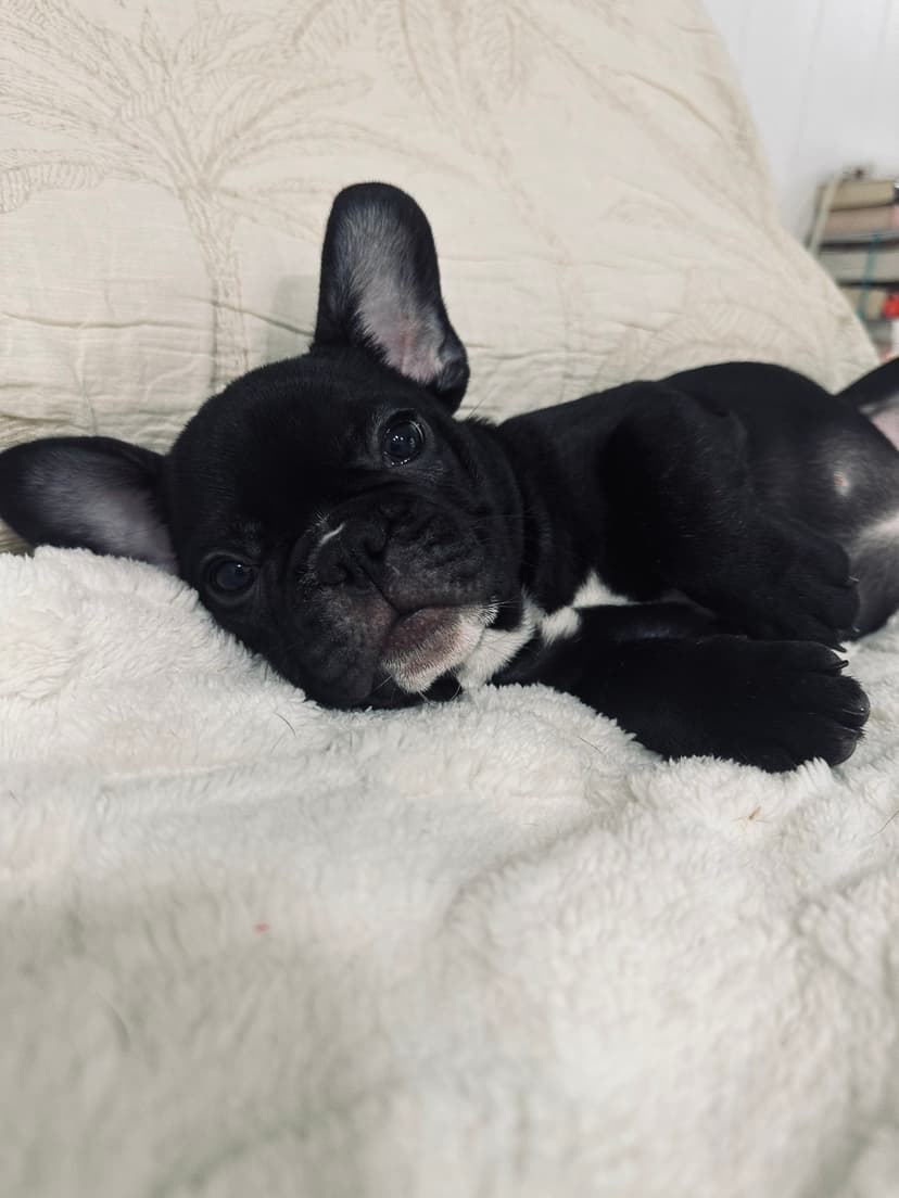 Leo