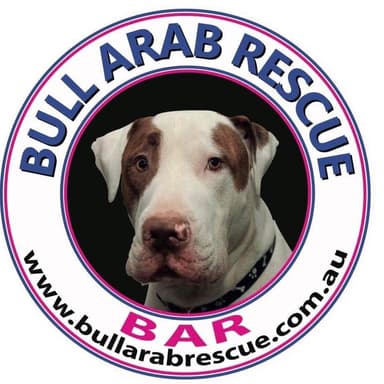 Bull Arab Rescue 
