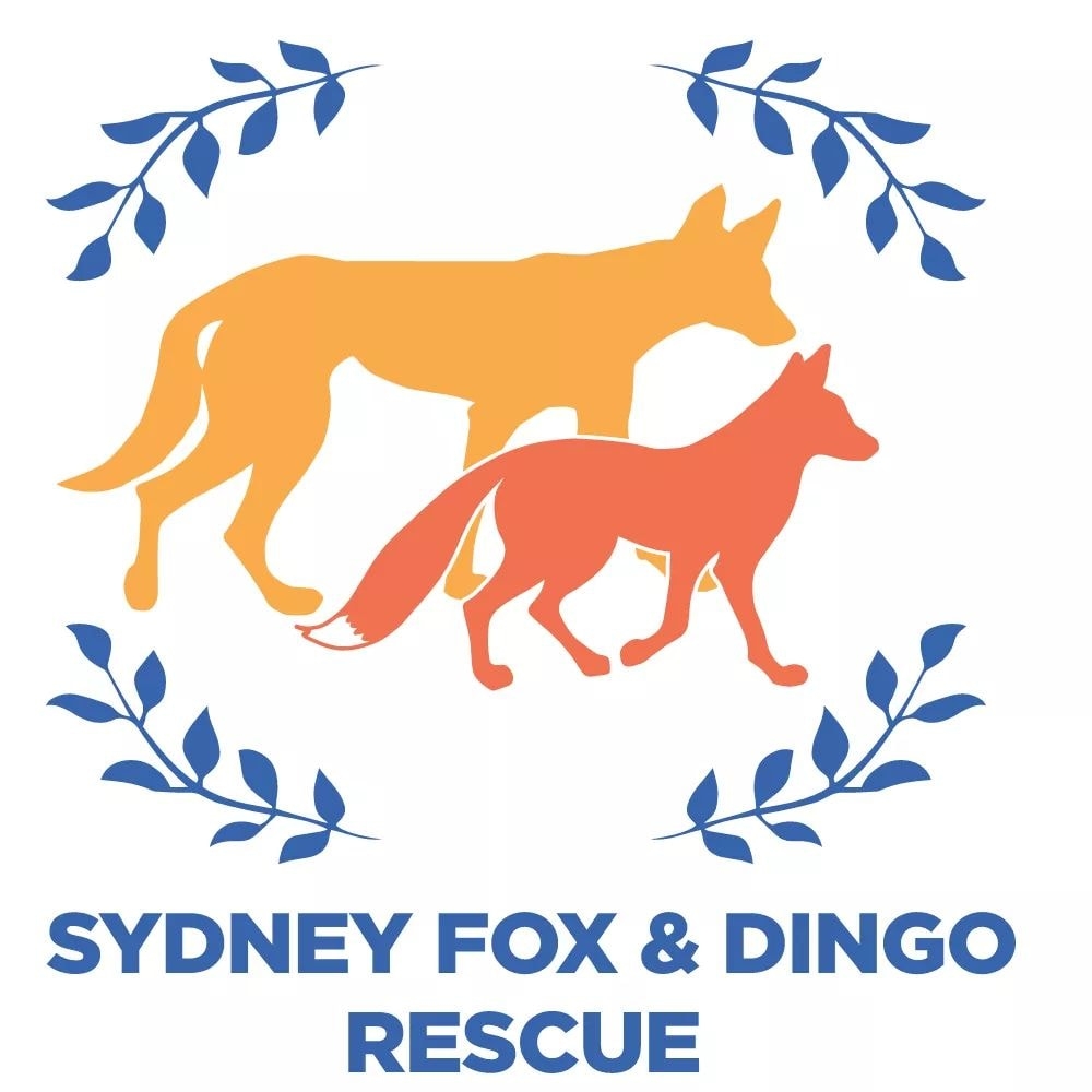 Sydney Fox & Dingo Rescue